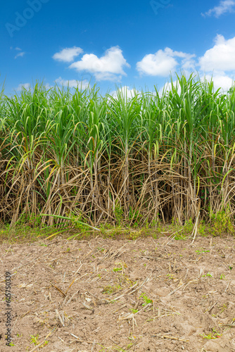 Sugarcane farm industry,Agriculture sugarcane field farm with blue sky in sunny day background and copy space, Thailand. Sugar cane plant tree in countryside for food industry or renewable bioenergy p