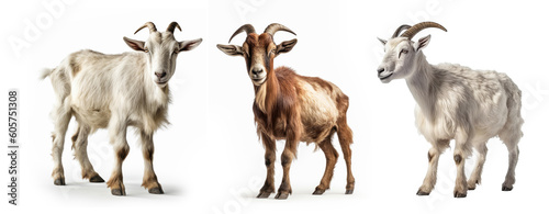 Group of Goat animal isolated on white background, Generative AI