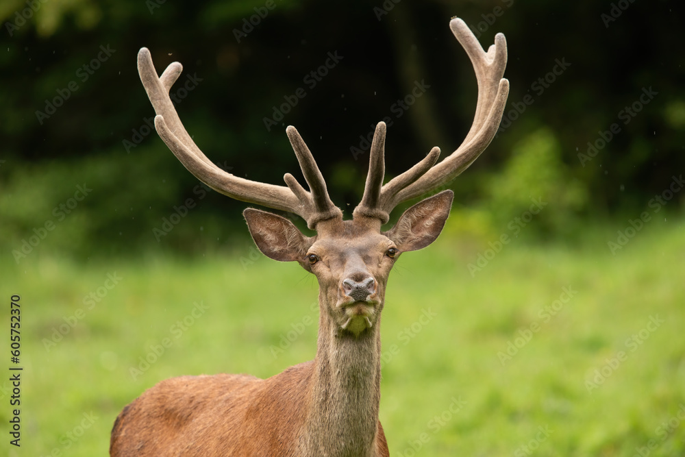 Captured in a close-up shot, a red deer stag, cervus elaphus, with velvet-covered antlers, appears to connect with the viewer. It's standing on a vibrant summer meadow, looking directly into the Captured in a close-up shot, a red deer stag, cervus elaphus, with velvet-covered antlers, appears to connect with the viewer. It's standing on a vibrant summer meadow, looking directly into the