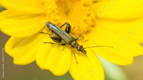 Yellow-Legged Thick-Legged Flower Beetle on a yellow flower, Oedemera Flavipes © JossK