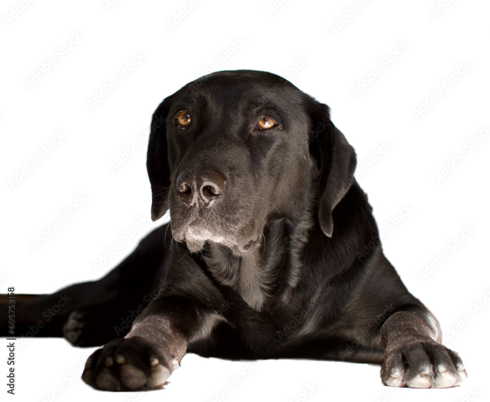 Portrait of a black Labrador dog lying and looking at camera with confidence and love.