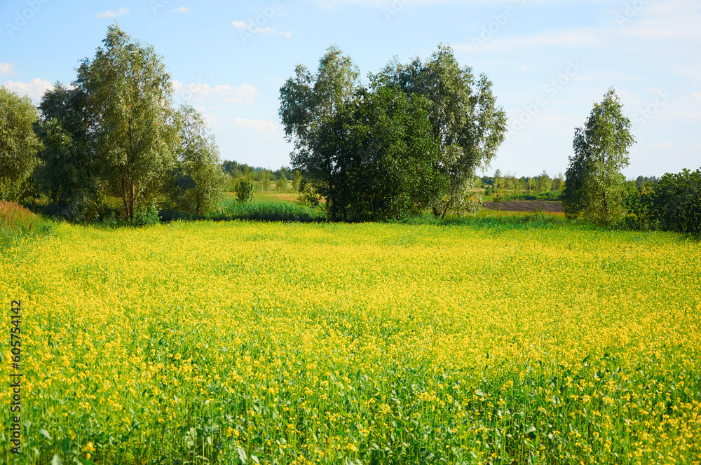 A meadow of field yellow flowers in summer