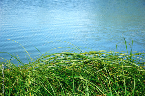 Green grass by the river. Natural background