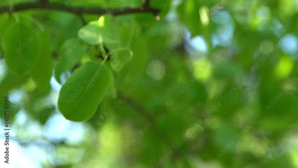 Green leaves. White appletree blossoms sway in the wind. Spring flowering garden. Floral natural background. Delicate flowers in the sunlight day. Blur bokeh nature. Flower bloom bud Leaf closeup Green leaves. White appletree blossoms sway in the wind. Spring flowering garden. Floral natural background. Delicate flowers in the sunlight day. Blur bokeh nature. Flower bloom bud Leaf closeup