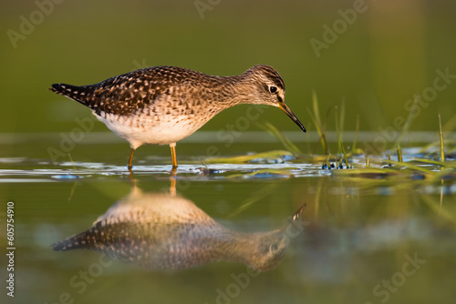 The Wood Sandpiper, Tringa glareola, stands watchfully on a wetland riverbank, engaged in its summertime hunting routine. It dips its beak to the water, creating a subtle ripple and reflection.
