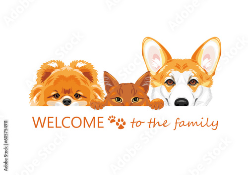 Welcome to the dog and cat ginger family