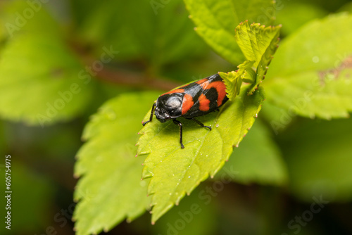 Gemeine Blutzikade makro an Blatt