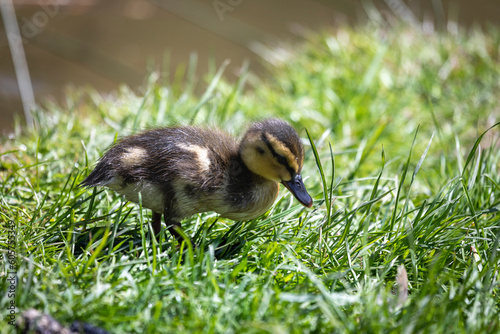 Entenküken auf Wiese am Teich