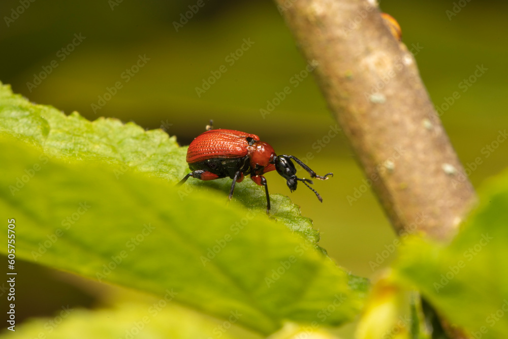 Blattroller Käfer Attelabidae makro Blattroller Käfer Attelabidae makro