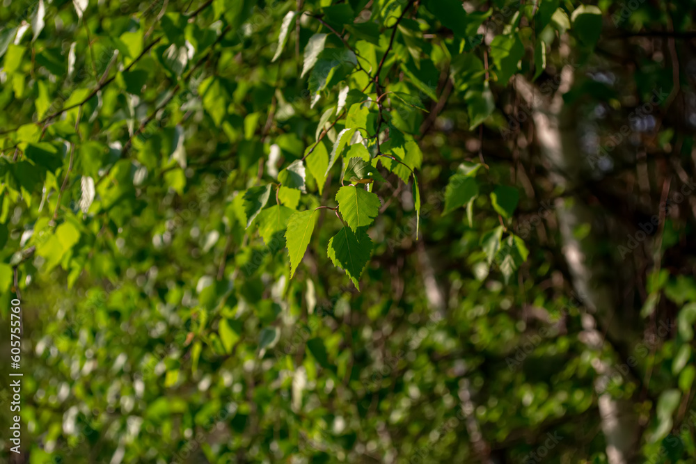 Birch tree. A genus of deciduous trees and shrubs of the Birch family. Birch tree. A genus of deciduous trees and shrubs of the Birch family.