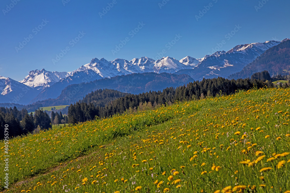 Ofterschwang - Alpen - Berge - Löwenzahn - Frühling
