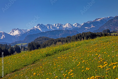 Ofterschwang - Alpen - Berge - Löwenzahn - Frühling