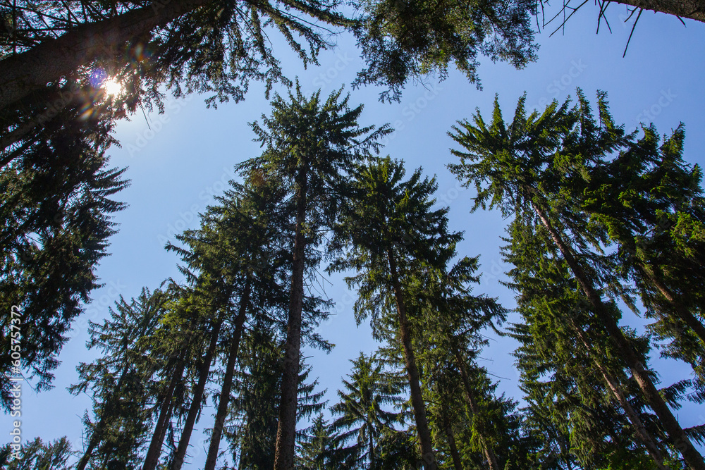 Trees in the forest in the summer. Beautiful nature background. Trees in the forest in the summer. Beautiful nature background.