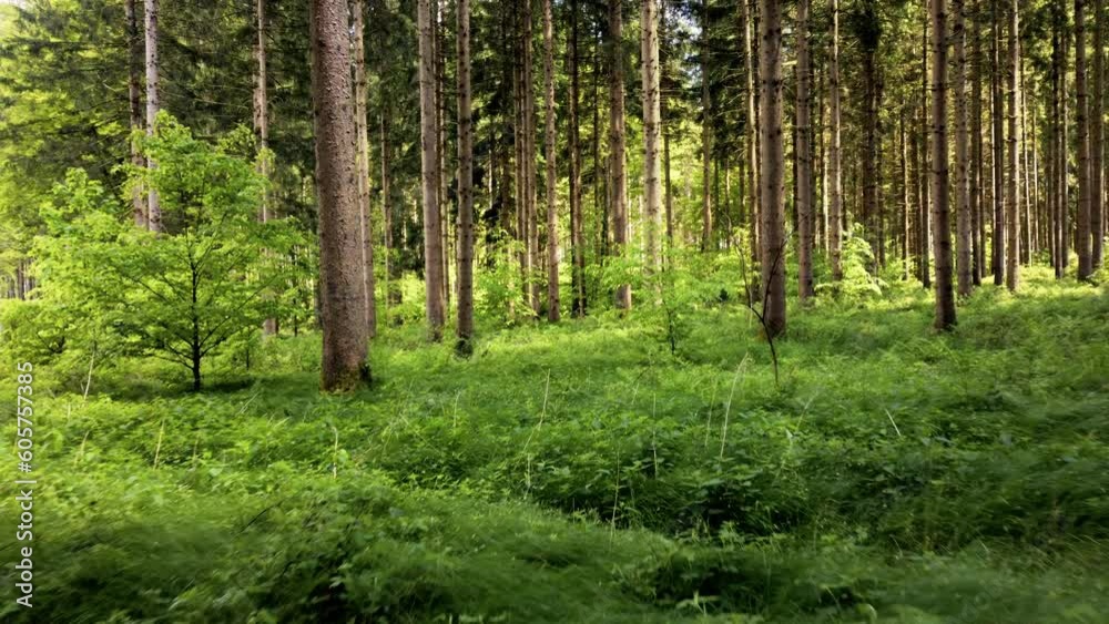 magischer wald im frühling, sonne strahlt durch die baumwipfel, waldboden ist bedeckt mit frischen pflanzen, langsame bewegung vorwärts, heller sonniger tag magischer wald im frühling, sonne strahlt durch die baumwipfel, waldboden ist bedeckt mit frischen pflanzen, langsame bewegung vorwärts, heller sonniger tag
