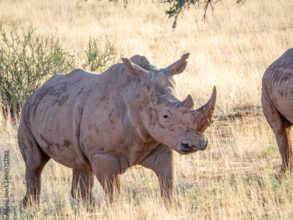 Obraz premium Close-up of white rhinoceros in Namibia.