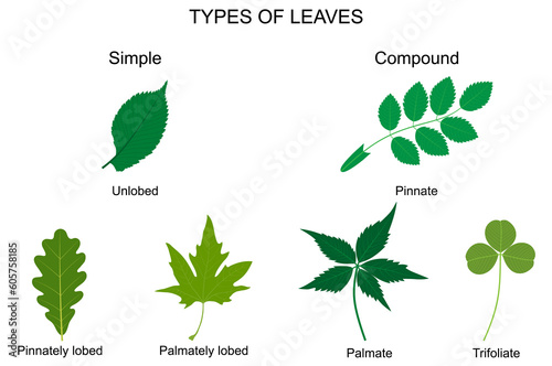 Types of leaves.  Simple leaves: unlobed (Elm), pinnately lobed (Oak), palmately lobed (Platanus). Compound leaves: pinnate (Rosehip), palmate (Parthenocissus quinquefolia), trifoliate (Clover). photo