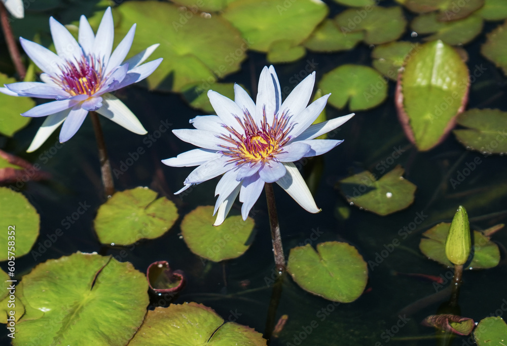 Captivating Close-up of a Water Lilys Beauty. A close-up of a beautiful lotus water lily, its inflorescence floating fresh and serene on the surface of a pond. Captivating Close-up of a Water Lilys Beauty. A close-up of a beautiful lotus water lily, its inflorescence floating fresh and serene on the surface of a pond.