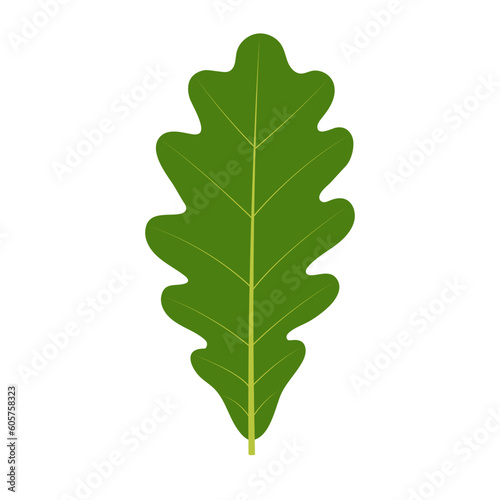 An example of a simple leaf. Pinnately lobed leaf. Quercus robur. Pedunculate oak.
