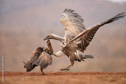 Fight between vultures