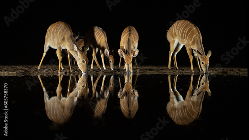 Antelopes by night