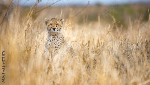Cheetah young