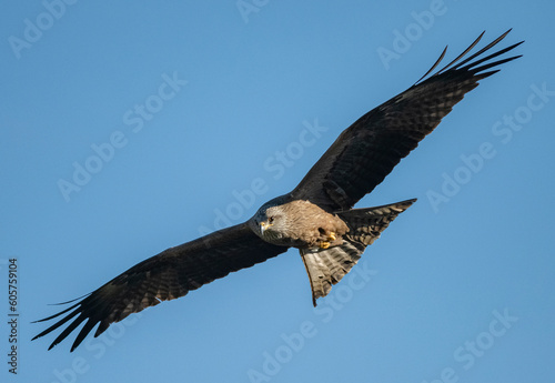 eagle in flight