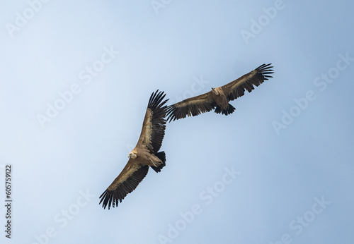 vulture in flight © adrian