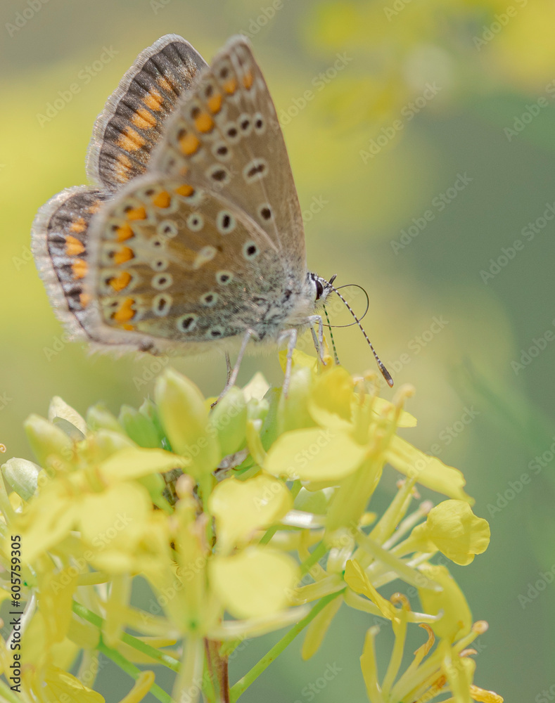 Obraz premium butterfly on a flower