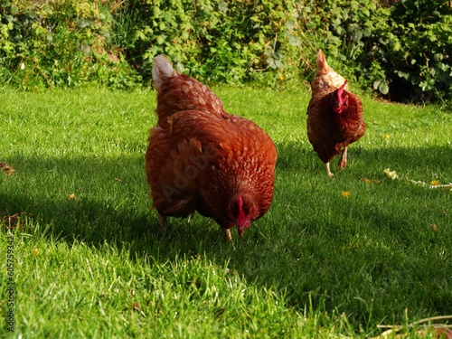 Free range hens pecking for food in field of grass 