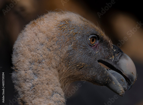 vulture close up