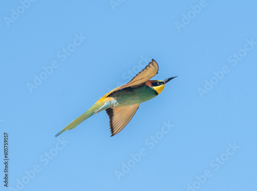 blue tailed bee eater
