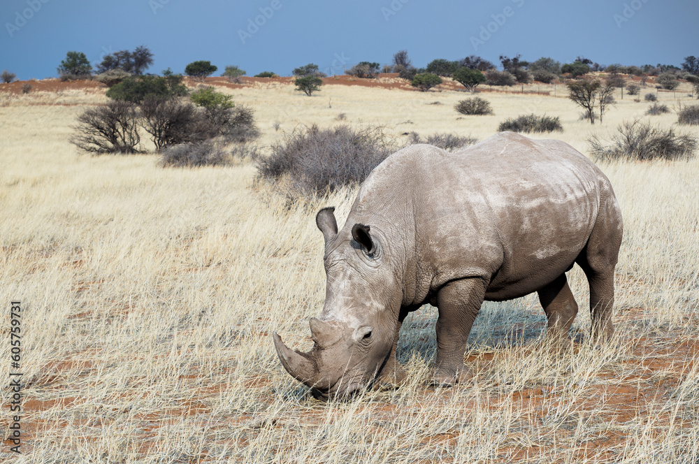 Fototapeta premium Rhino portrait in Kalahari Desert landscape with place for your text. White rhinoceros grazing in savannah, Namibia. Wild animals of Africa, one of the big five on safari.