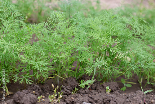 Fresh green dill in the ground.