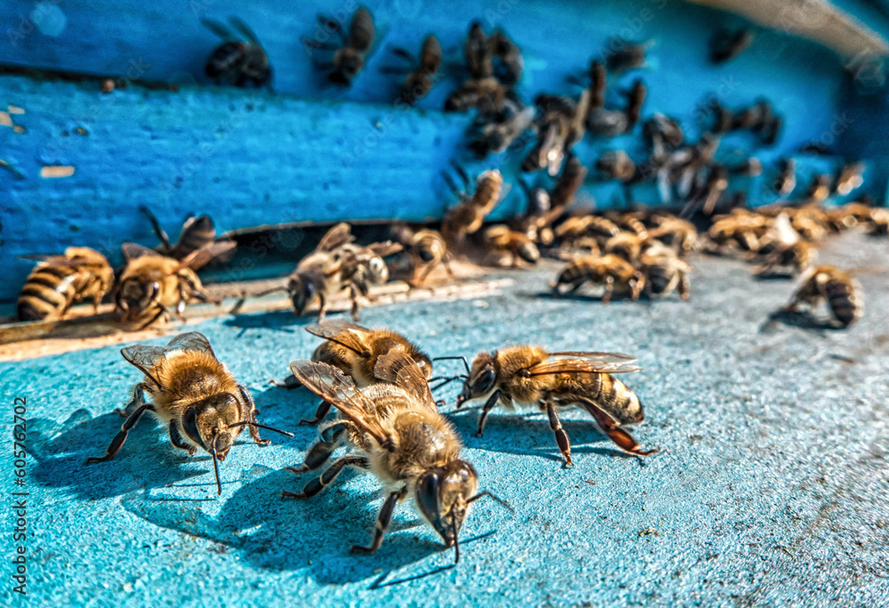 Obraz premium Bees coming out of the hive