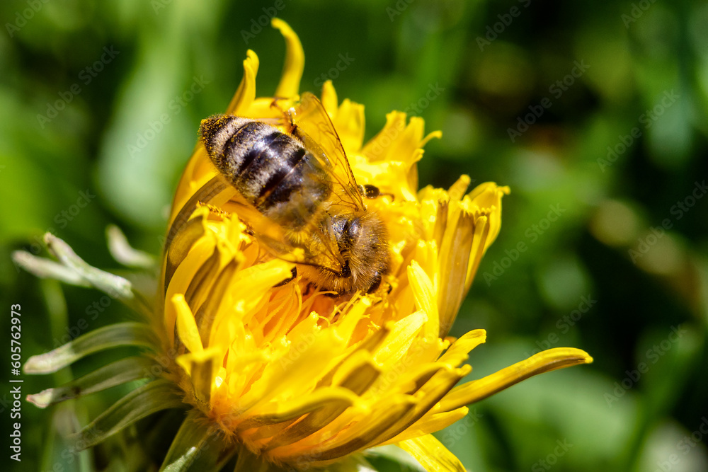 Bee on yellow blooming dandelion flower in spring Bee on yellow blooming dandelion flower in spring