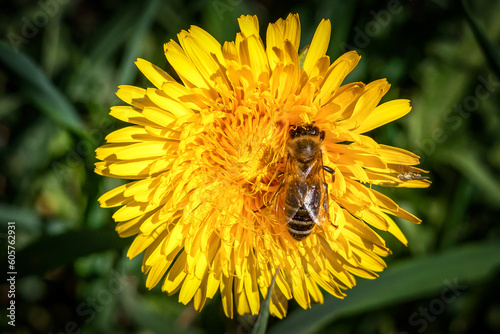 Bee on yellow blooming dandelion flower in spring