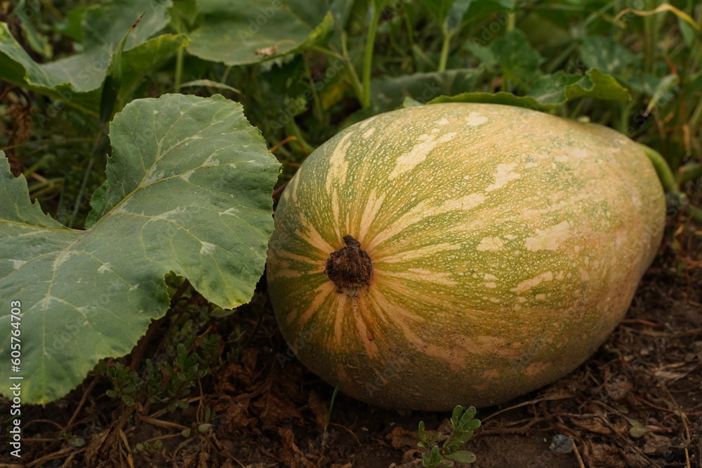 Ripe juicy organic melon close-up. Ripe juicy organic melon close-up.