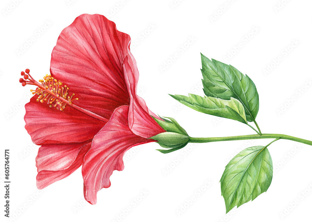 Hibiscus flower isolated white background, botanical illustration ...