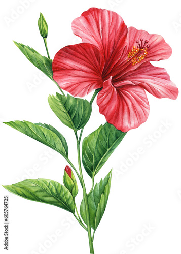 Hibiscus flower isolated white background, botanical illustration, tropical flower, red flora watercolor