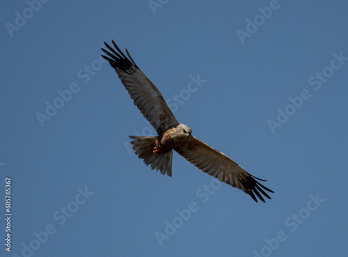 Eagle in flight © Samuel