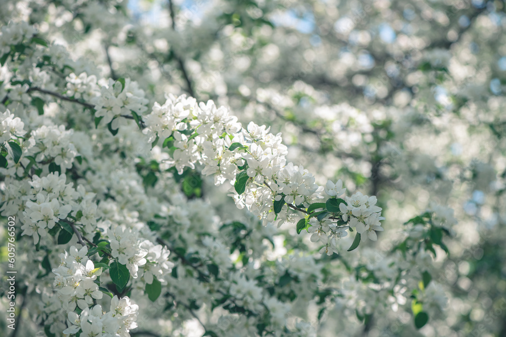 Fresh beautiful flowers of the apple tree blooming in the spring Fresh beautiful flowers of the apple tree blooming in the spring