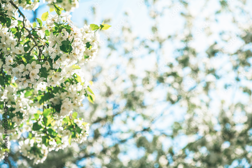 Fresh beautiful flowers of the apple tree blooming in the spring