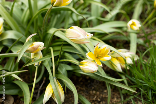 Yellow tulipa tarda dasystemon flowers in the garden in spring