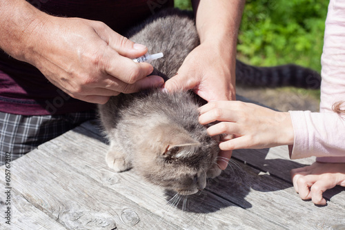 A gray cat is treated for fleas and ticks with drops