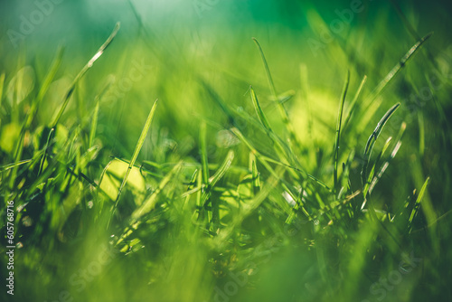 Grass close up. Blurred Grass Background