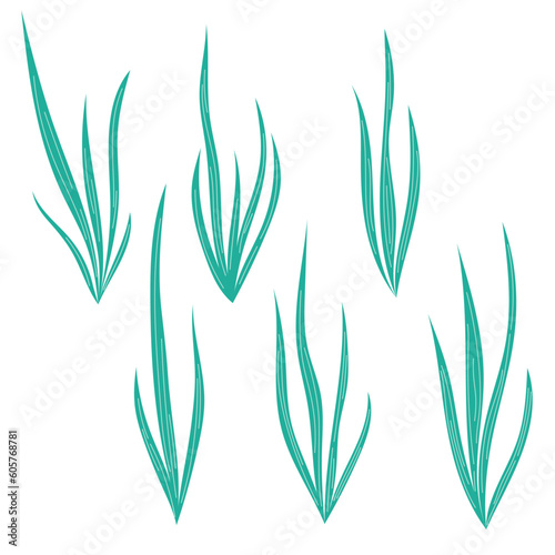 Set of long bushes of algae, sea grass, collection of underwater plants. Decorative elements on the water theme