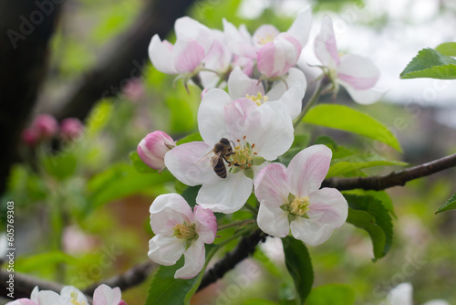 Honeybee apple tree flowers pollination theme photo