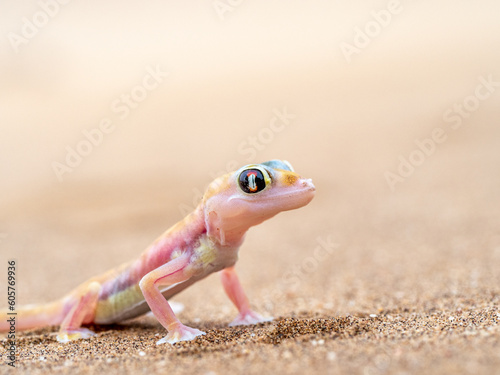 Close-up macro of Gecko in Namib desert.