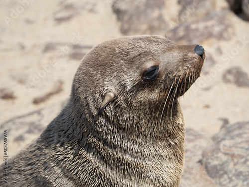 Cape Fur Seals sun themselves on the coast of southern Africa