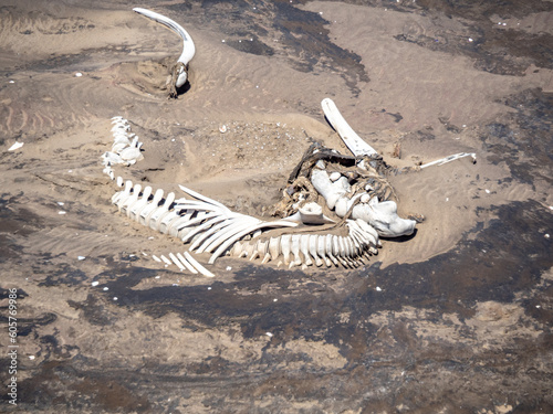 Whale skeleton as viewed from helicopter on the skeleton coast of Namibia.